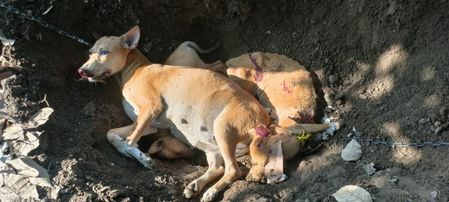 Penampakan 2 ekor anjing liar diduga rabies yang dibawa dari Sulsel ke Palue, Minggu (11/5