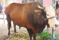 Ini dia sapi kurban bantuan Presiden Prabowo untuk Masjid Ar-Rahman dalam rangka peringatan Idul Adha