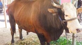 Ini dia sapi kurban bantuan Presiden Prabowo untuk Masjid Ar-Rahman dalam rangka peringatan Idul Adha