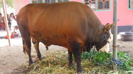 Sapi kurban bantuan Presiden Prabowo Subianto