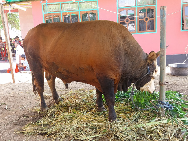 Sapi kurban bantuan Presiden Prabowo Subianto