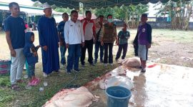 Kepala Dinas Pertanian Sikka Yohanes Emil Satriawan memonitor proses penyembelihan hewan kurban, Jumat (6/6)