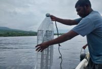 Ketua Kelompok Nelayan Garuda Vinsensius sedang menurunkan keranjang plastik bibit mutiara ke dalam laut, Senin (12/12)
