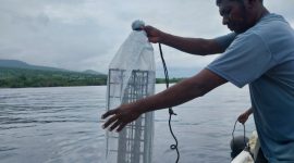 Ketua Kelompok Nelayan Garuda Vinsensius sedang menurunkan keranjang plastik bibit mutiara ke dalam laut, Senin (12/12)