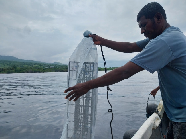 Ketua Kelompok Nelayan Garuda Vinsensius sedang menurunkan keranjang plastik bibit mutiara ke dalam laut, Senin (12/12)