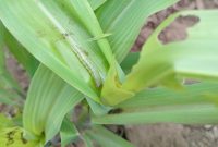 Serangan hama ulat gerayak dan hama belalang di Desa Watugong