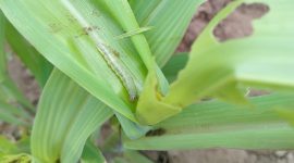 Serangan hama ulat gerayak dan hama belalang di Desa Watugong