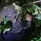 Korban tertindis pohon kemiri yang tumbang akibat angin kencang, Jumat (23/1)