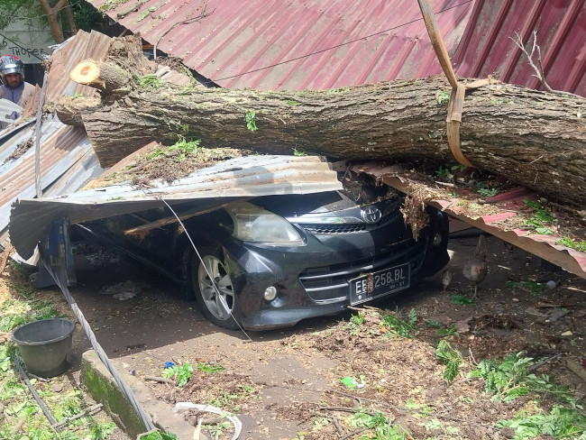 Mobil Avansa EB 1258 BL milik Baber ditindih pohon tumbang di Jalan Litbang, Jumat (20/2) dinihari