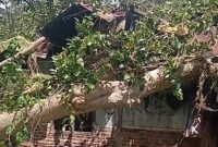 Rumah Siprianus Bin Aswin ditindih pohon rita, Sabtu (11/4)