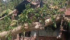 Rumah Siprianus Bin Aswin ditindih pohon rita, Sabtu (11/4)
