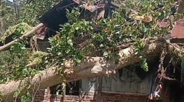 Rumah Siprianus Bin Aswin ditindih pohon rita, Sabtu (11/4)