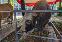 Salah satu bantuan sapi kurban dari Presiden Prabowo Subianto