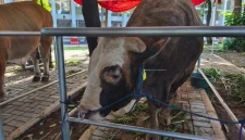 Salah satu bantuan sapi kurban dari Presiden Prabowo Subianto