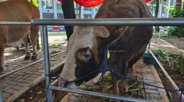 Salah satu bantuan sapi kurban dari Presiden Prabowo Subianto