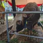 Salah satu bantuan sapi kurban dari Presiden Prabowo Subianto