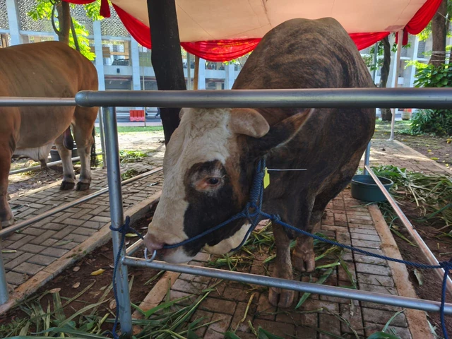 Salah satu bantuan sapi kurban dari Presiden Prabowo Subianto