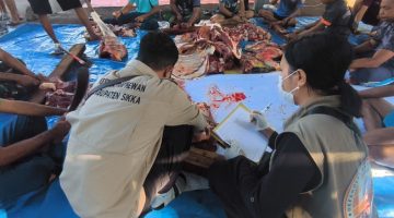 Pemotongan hewan kurban untuk dibagikan kepada kaum fakir miskin di Kabupaten Sikka, Rabu (27/5)